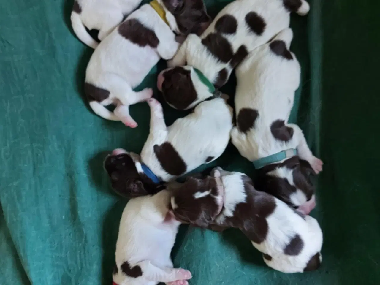 Billede 2 - FT Springer Spaniel hvalpe 