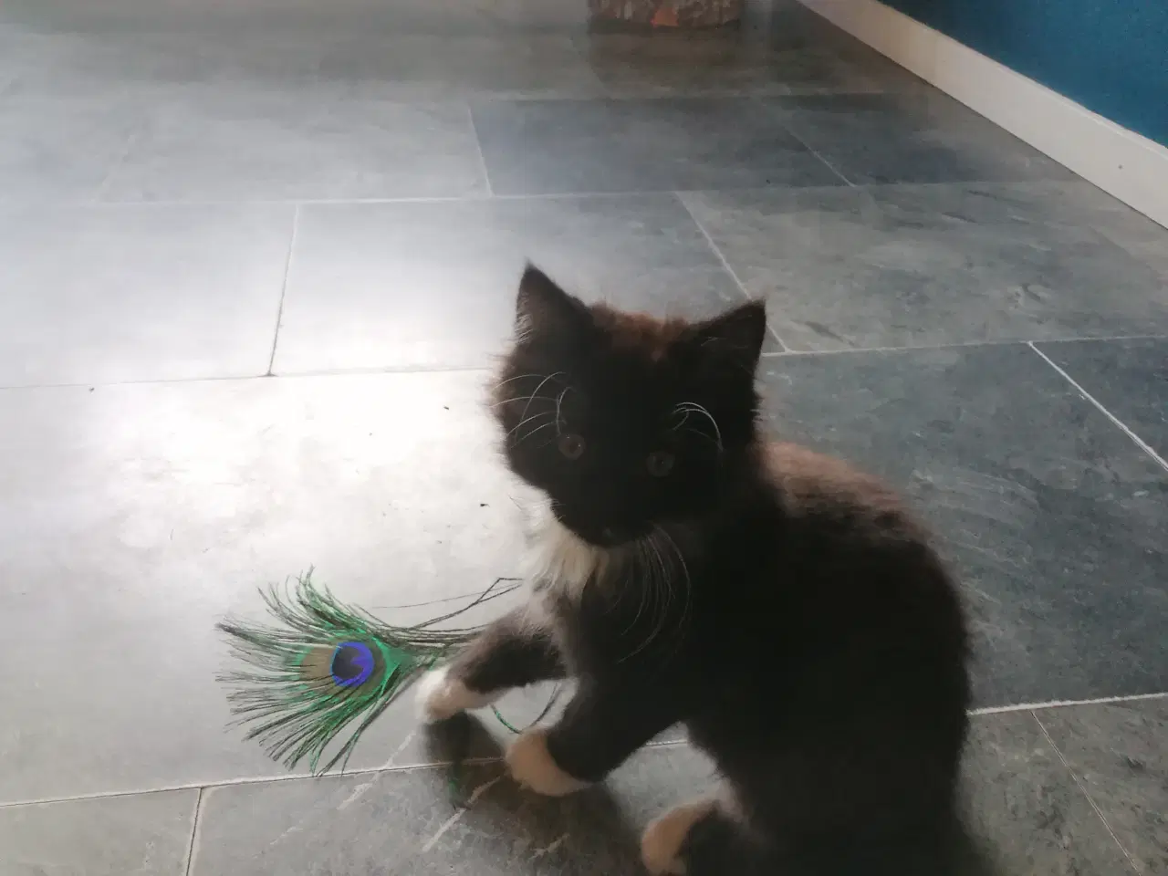 Billede 2 - Main coon blending
