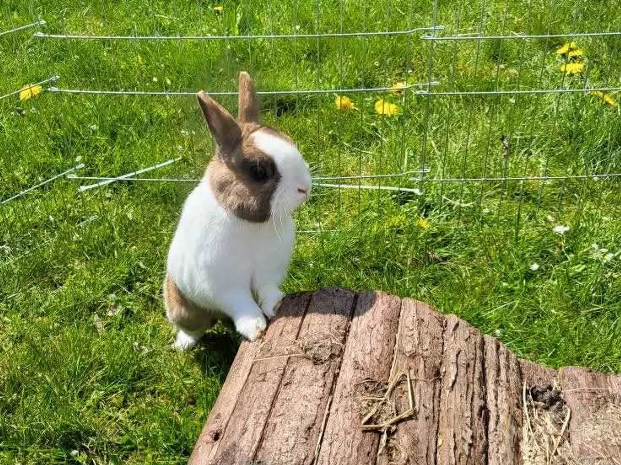 Billede 1 - Uffe ✅klar til adoption♂️