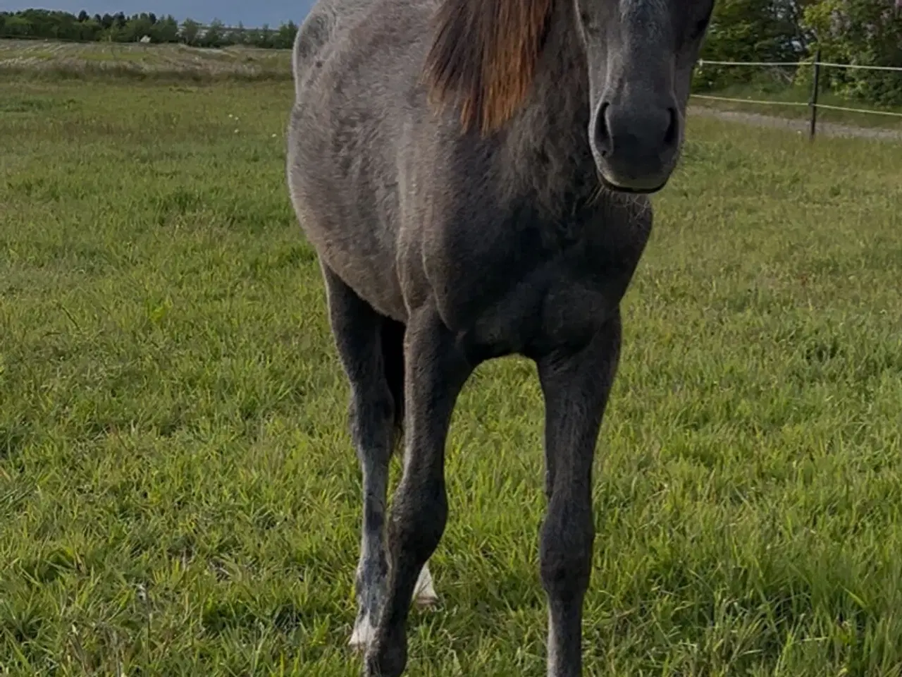 Billede 2 - Pony Hingst 