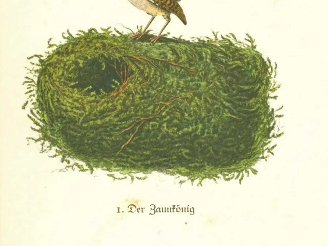 Billede 3 - Den lille bog om fugle,1935