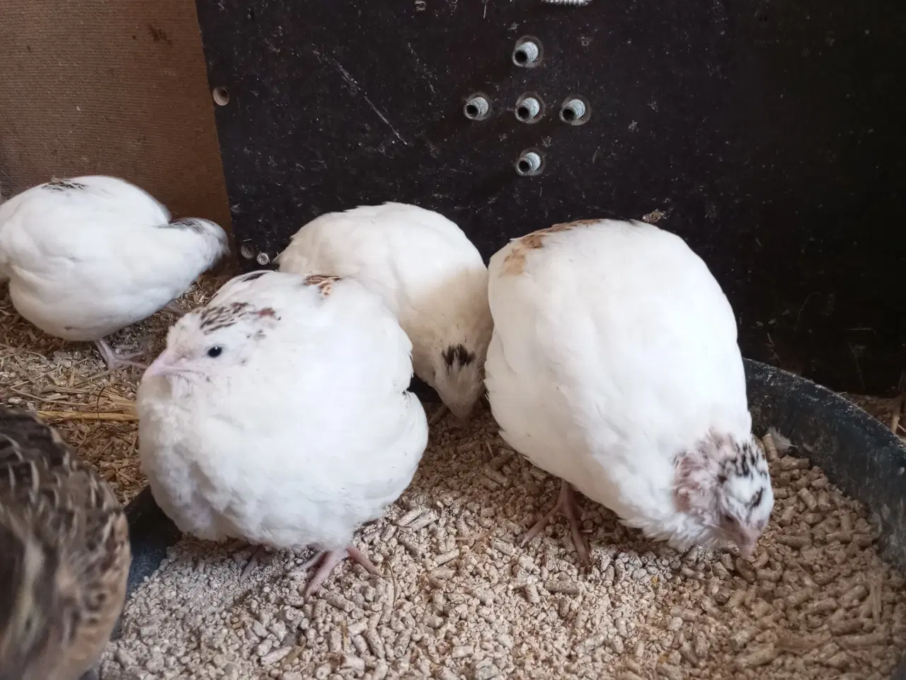 Billede 1 - Vagtler texas 