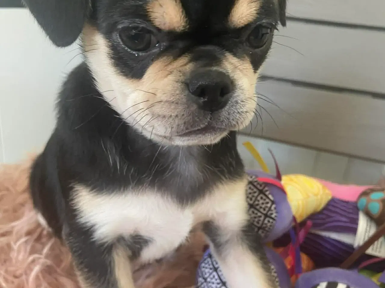Billede 12 - Små søde blandingshvalpe 🐶