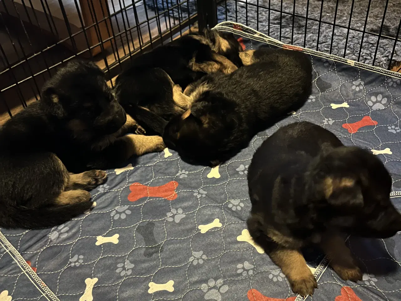 Billede 3 - Schæferhvalpe med DKK stambog