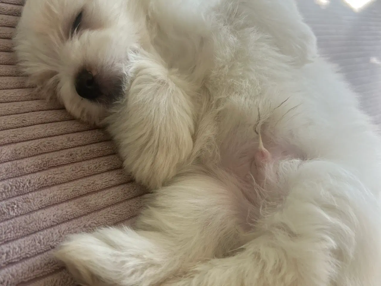Billede 2 - Coton de Tulear