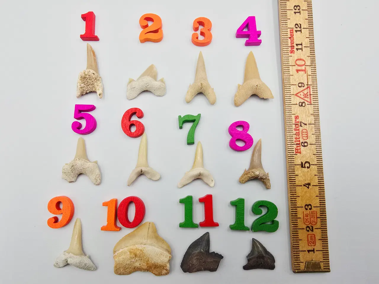 Billede 1 - Forstenede haj tænder sælges til 20,- pr. stk.