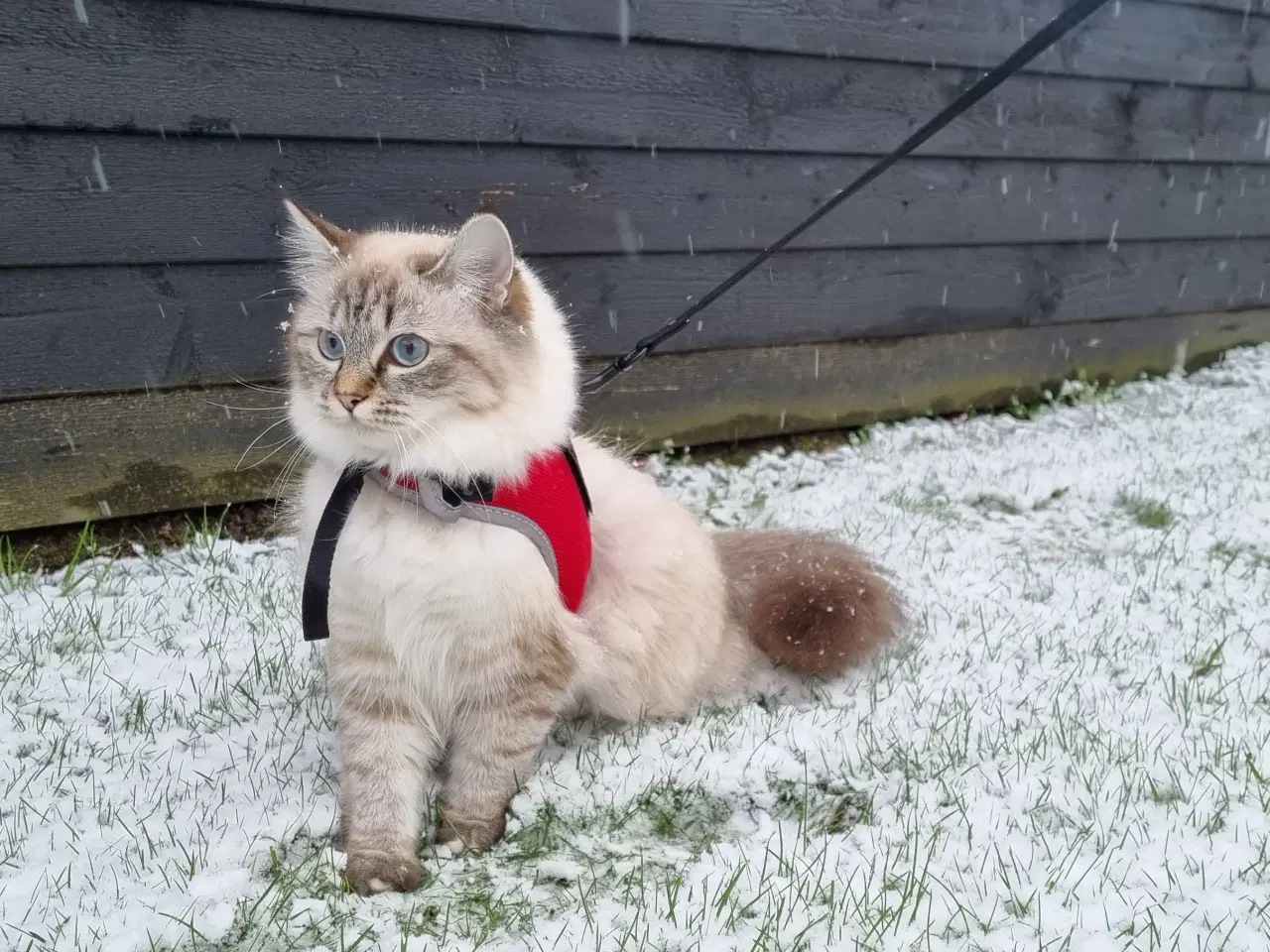 Billede 8 - Hellig birma/ragdoll blandinger