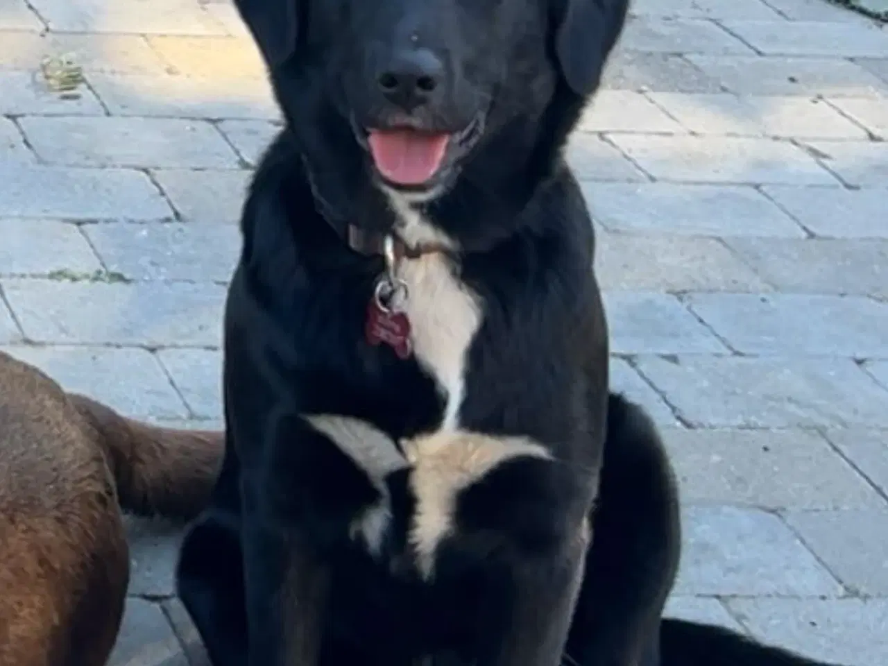 Billede 8 - 3 skønne han hunde 