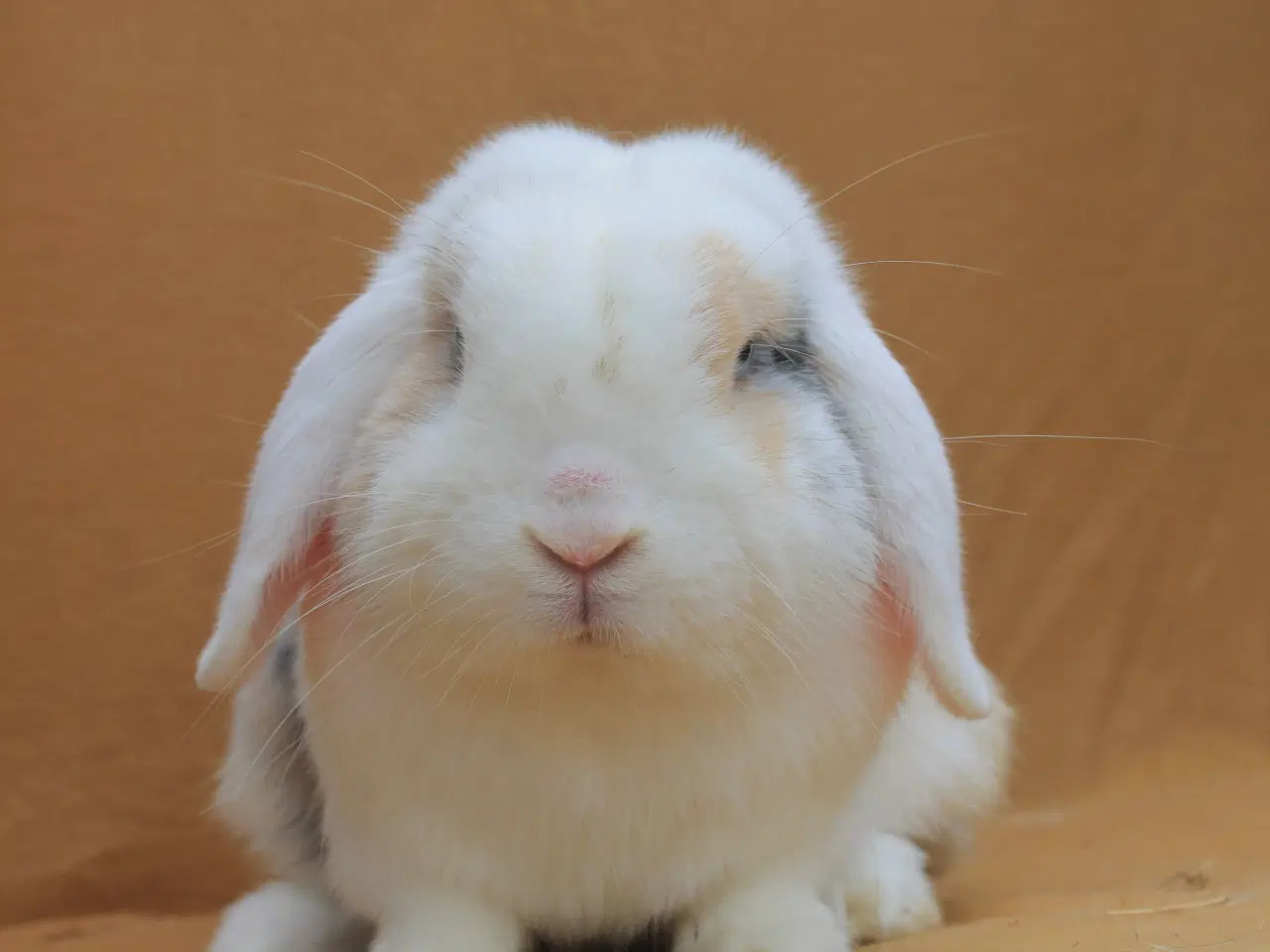 Billede 5 - Champagne søger ny familie