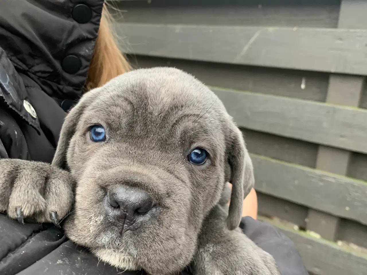 Billede 19 - Cane Corso Italiano hvalpe 