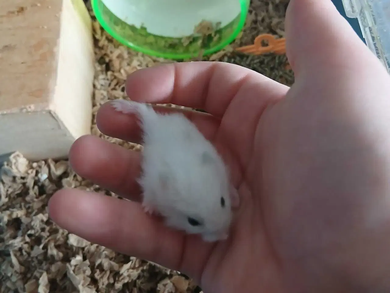 Billede 3 - Dværghamster unger 