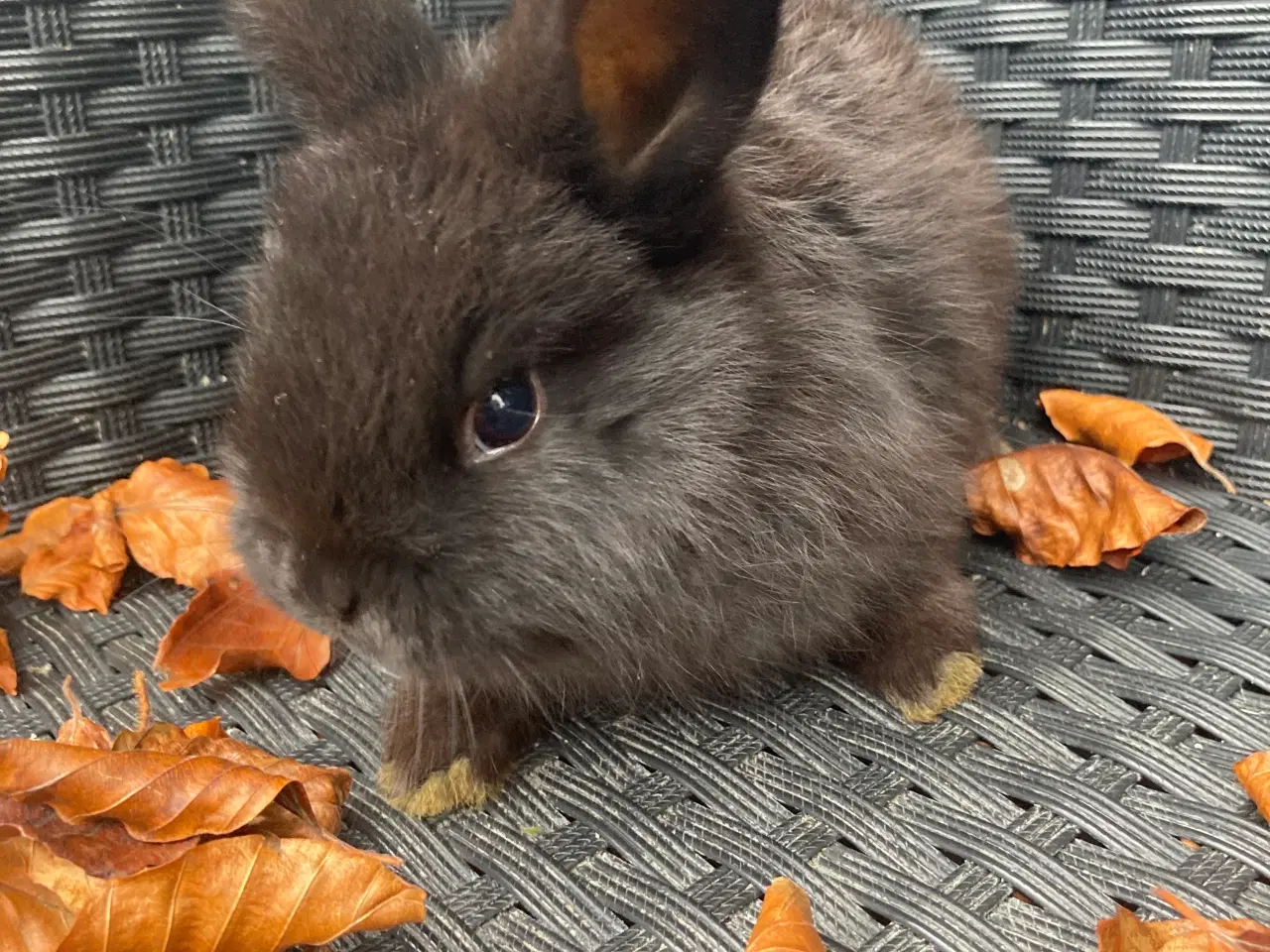 Billede 4 - Løvehoved og miniloop blanding 