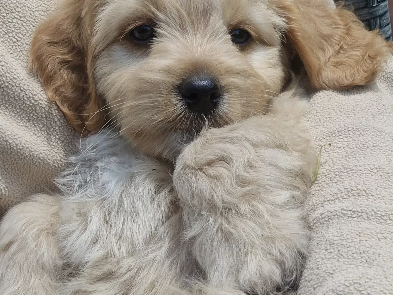 Billede 14 - Havapoo Bamser Puddel & Bichon Havanais