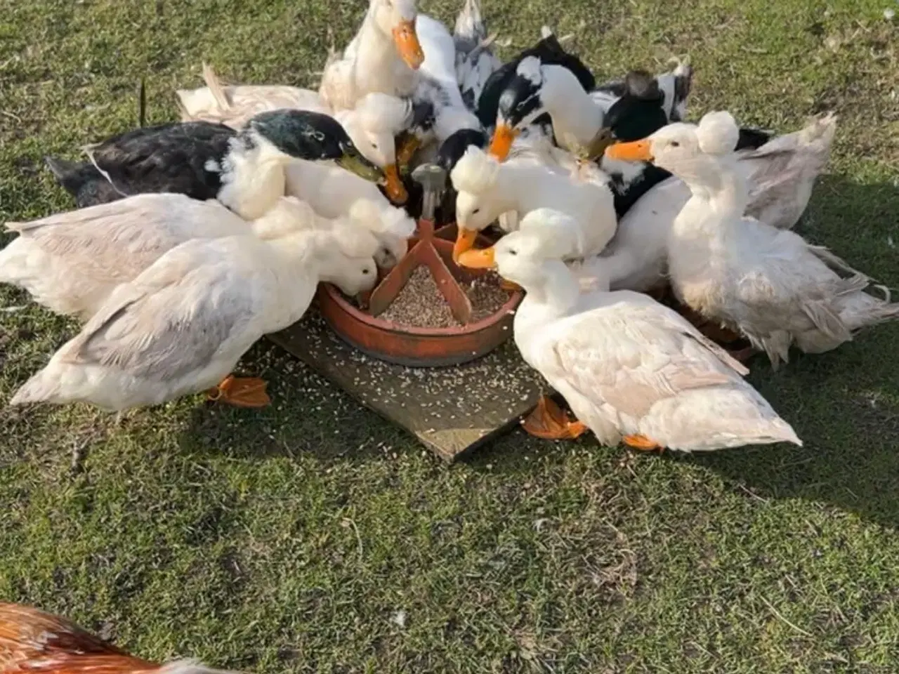 Billede 1 - Rugeæg fra løbeænder, kejserænder og blandings