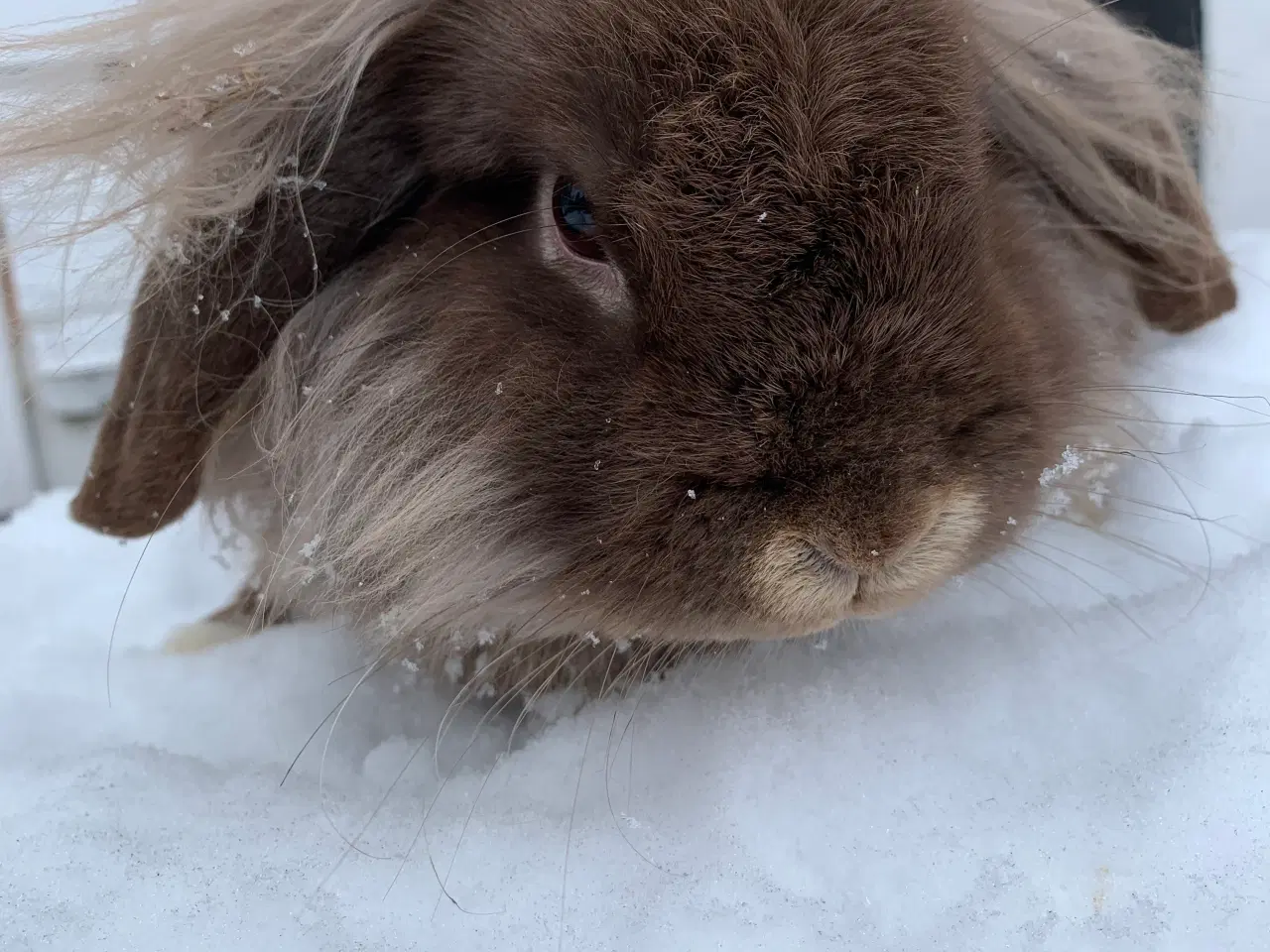 Billede 6 - Mini Leon lop han 6 mån . Bor i haven