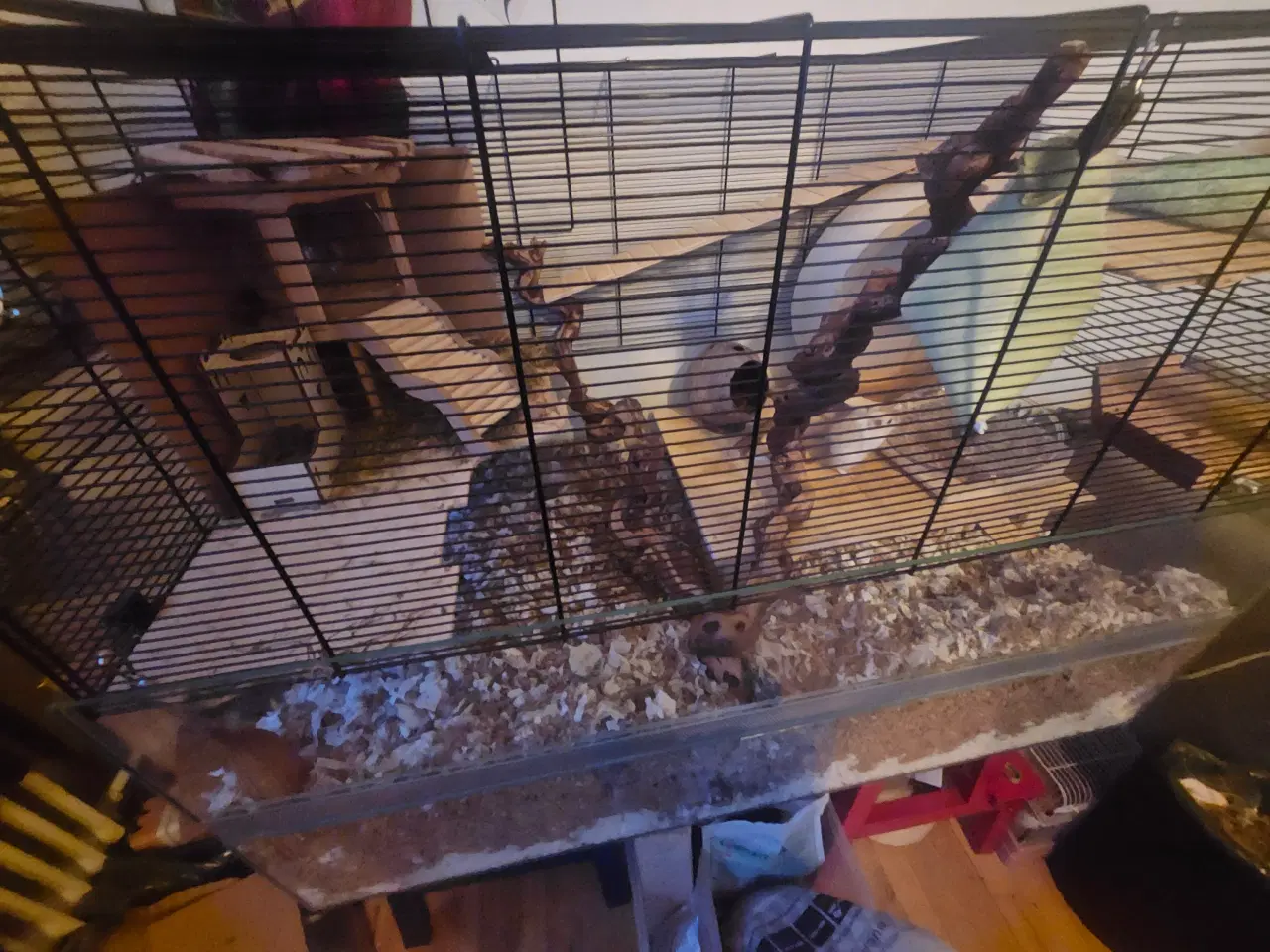 Billede 5 - Verdens dejligste ørkenrotter gives væk