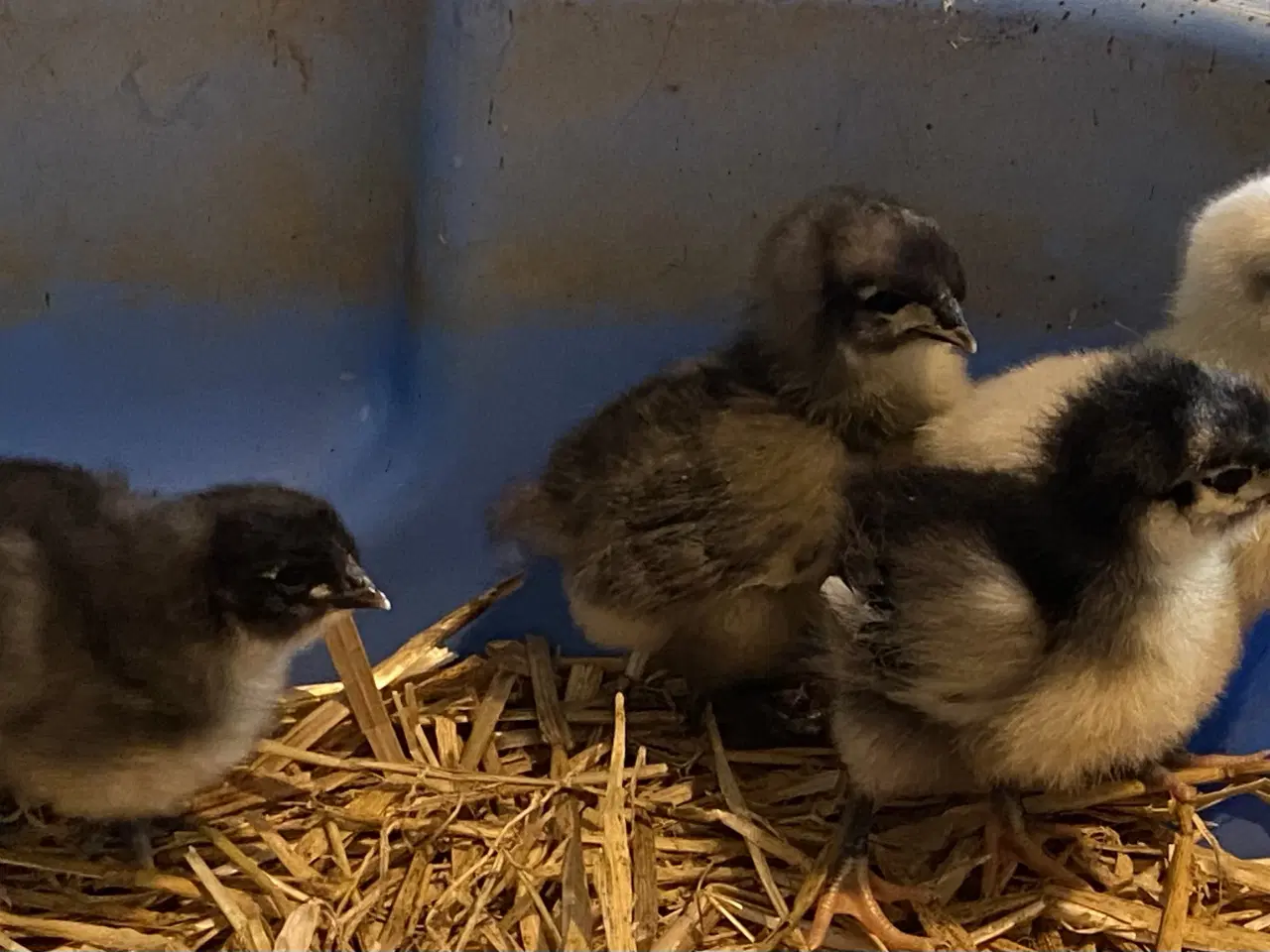 Billede 2 - Orpington 