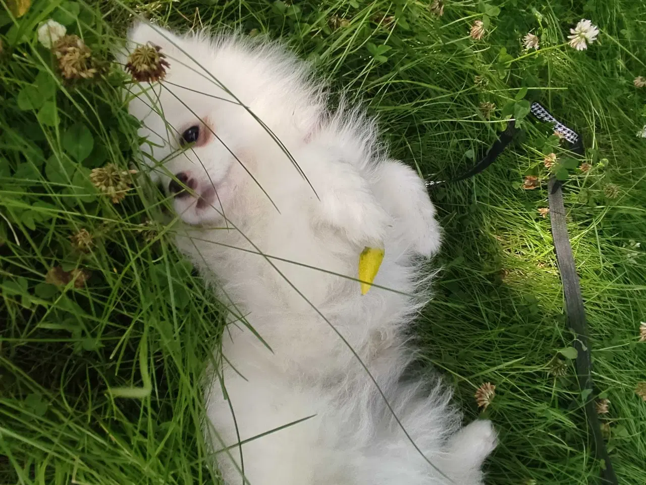 Billede 16 - Mini Pomeranian 