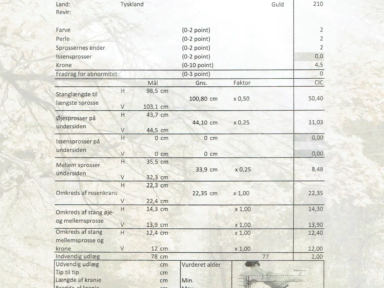 Billede 3 - Kronhjort