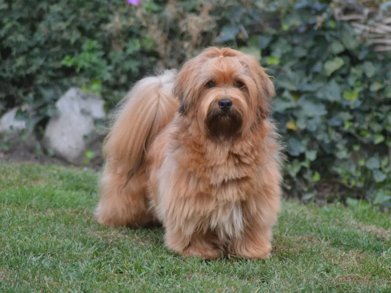 Billede 1 - Avl tilbydes ved skøn Bichon Havanais / Rød Zobel.