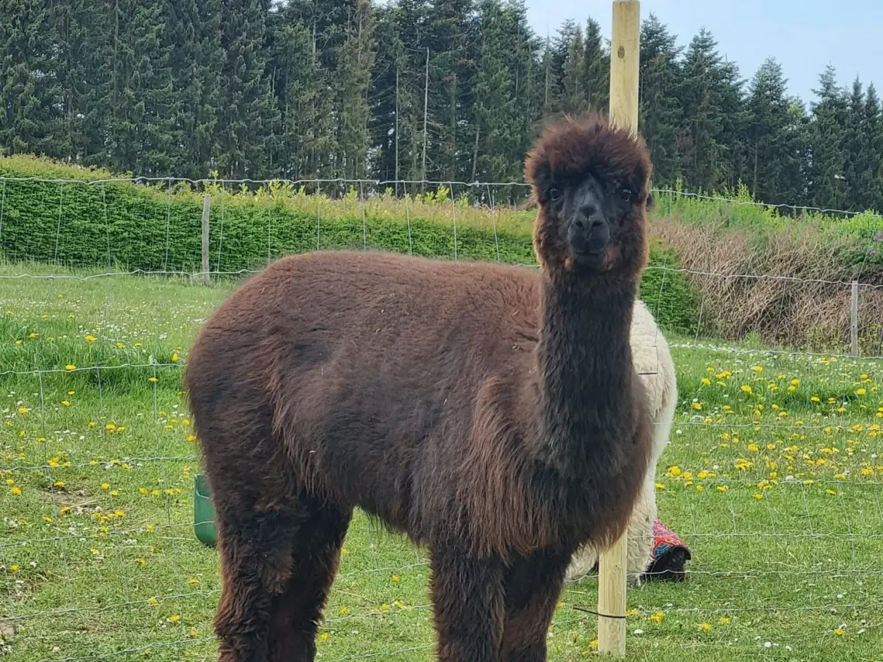 Billede 2 - Alpaka hoppe