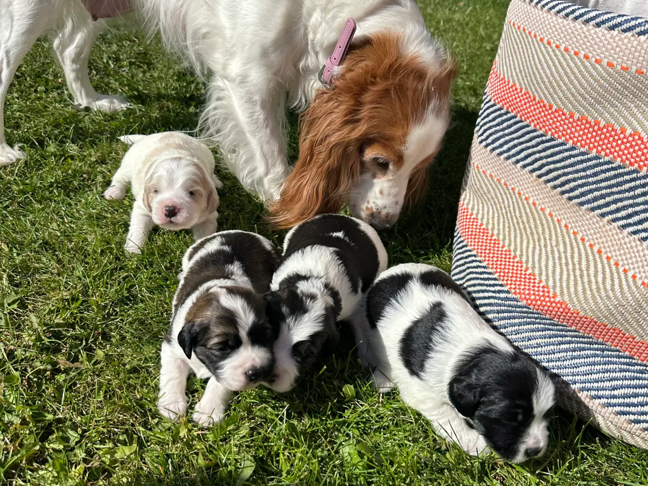 Billede 4 - Hundehvalpe  Cocker spaniel/ japansk spids