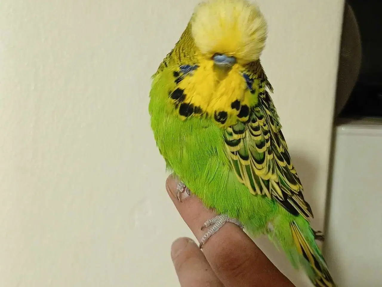 Billede 15 - Engelsk undulat han 