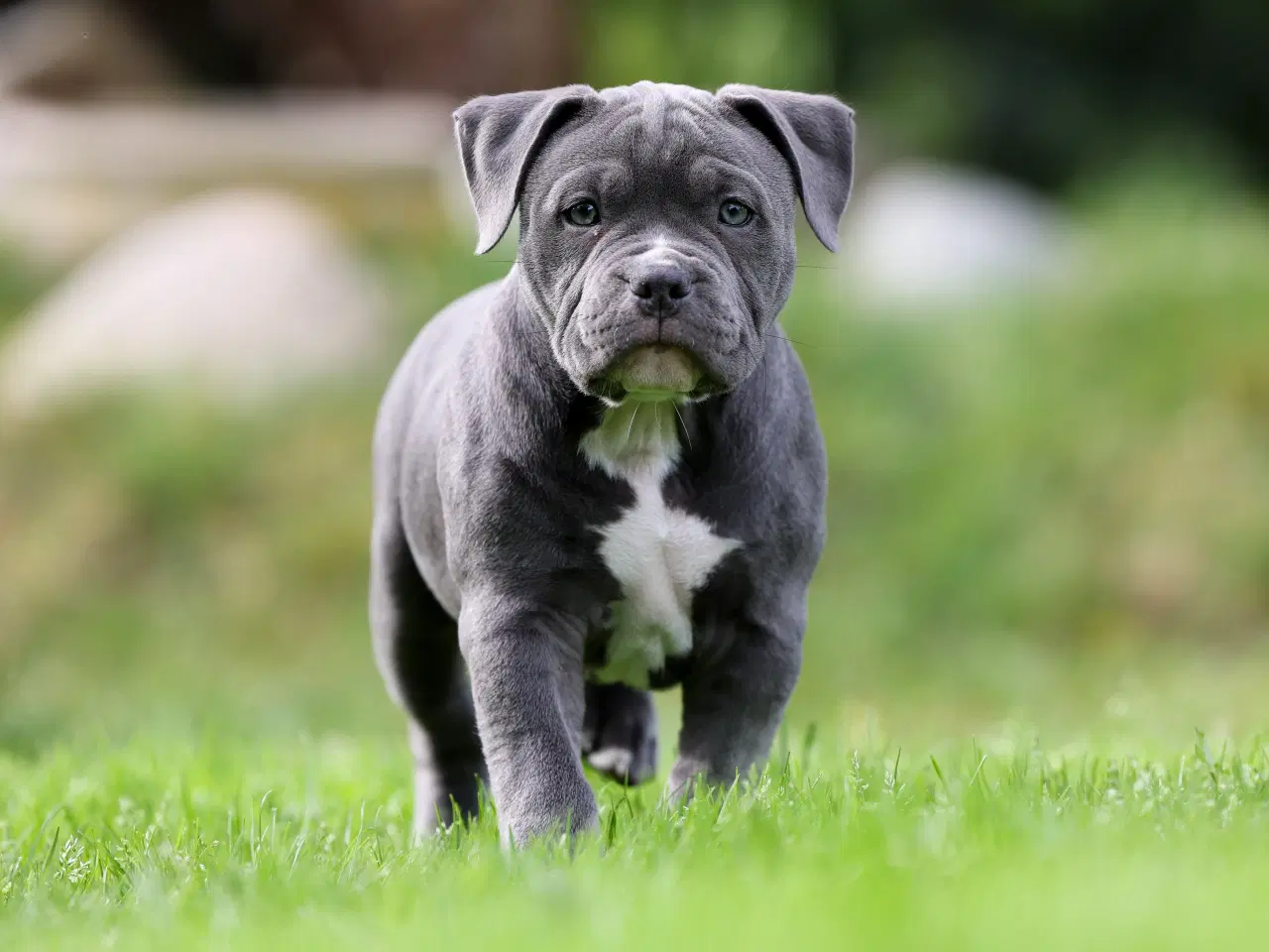 Billede 9 - American Bully