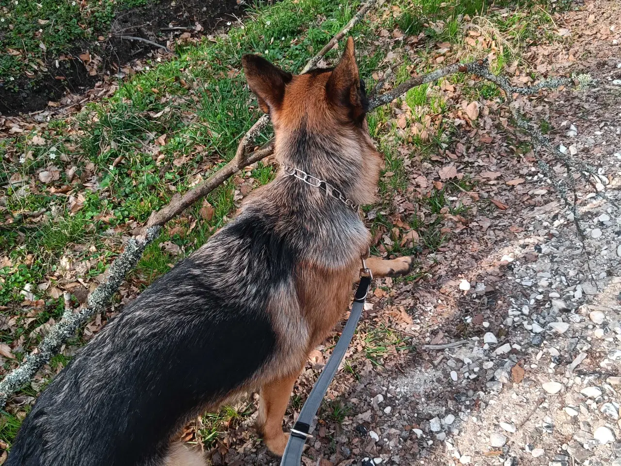 Billede 3 - Schæfer 