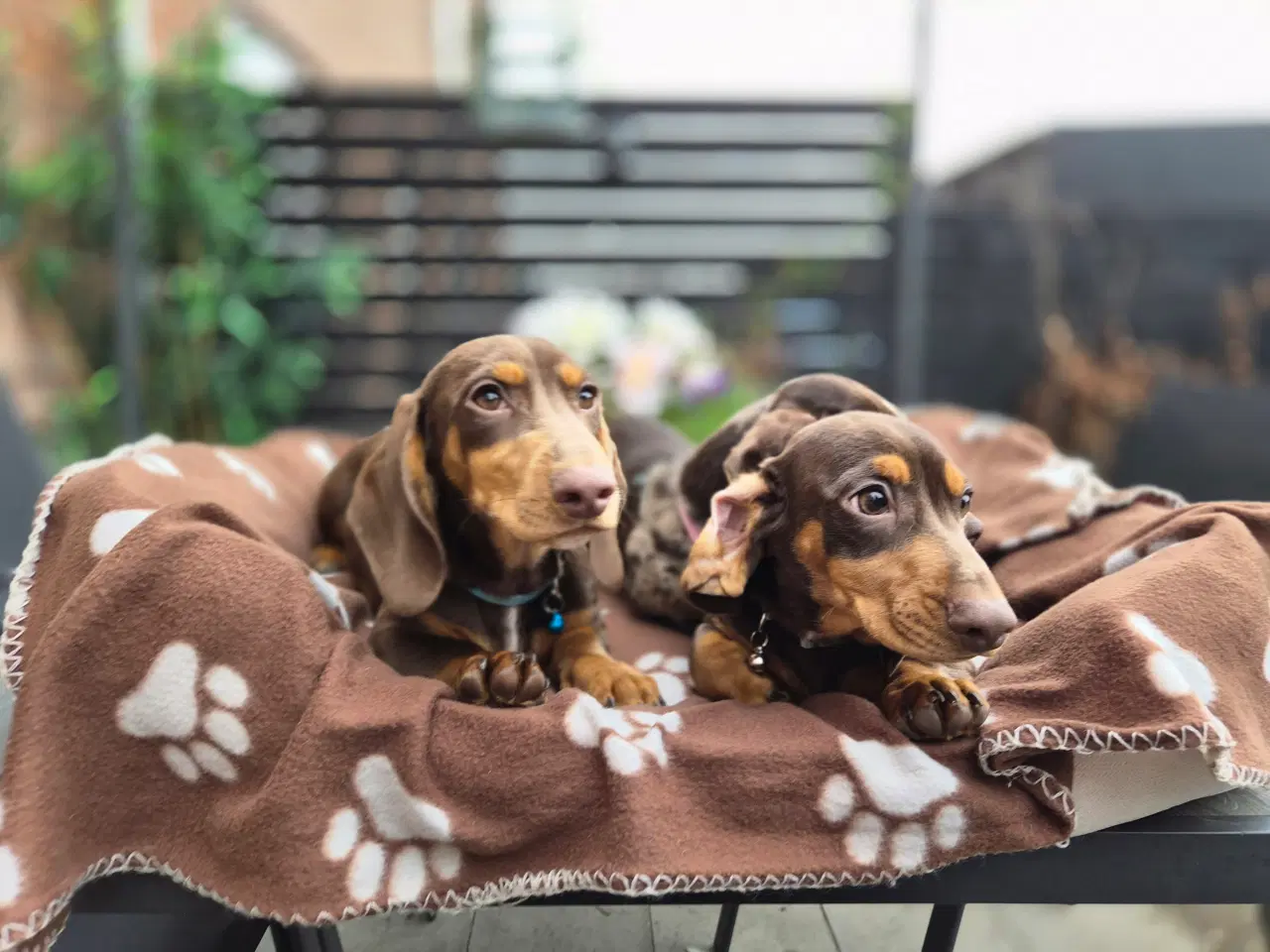 Billede 3 - chokoladefarvet gravhund