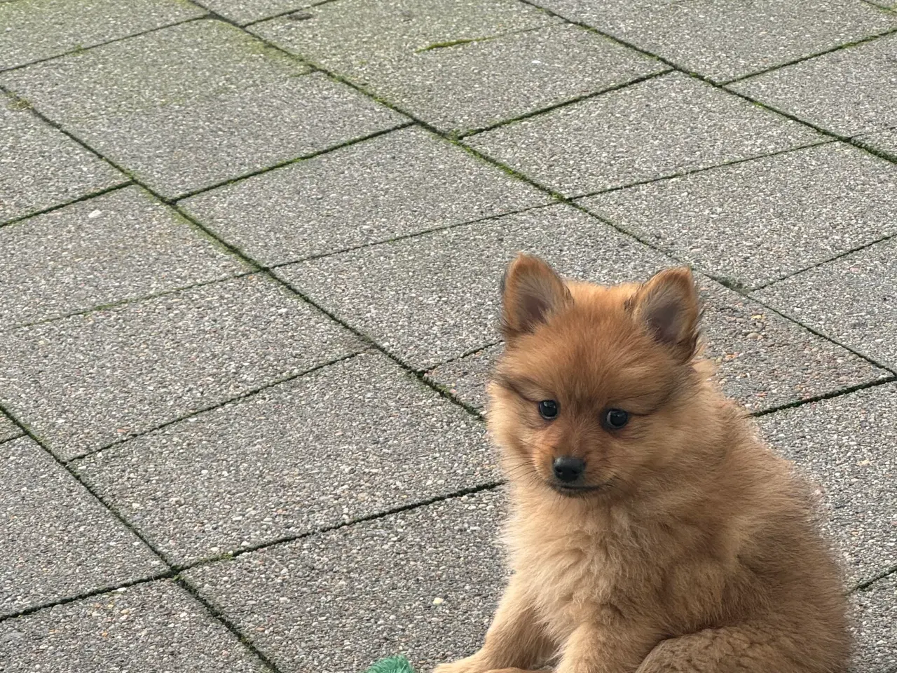 Billede 9 - Volpino Italiano hvalpe