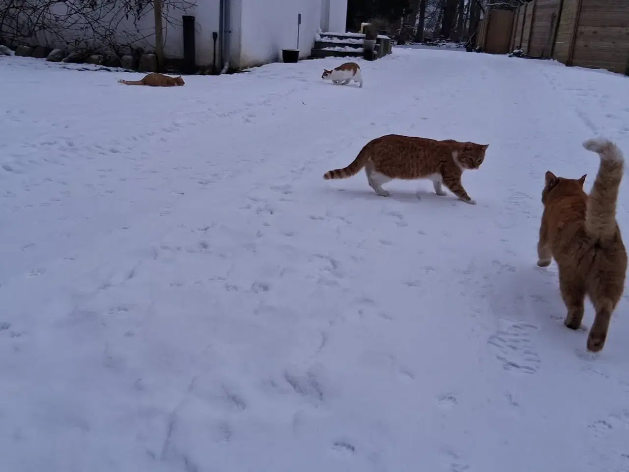 Billede 3 - Stor killing sælges