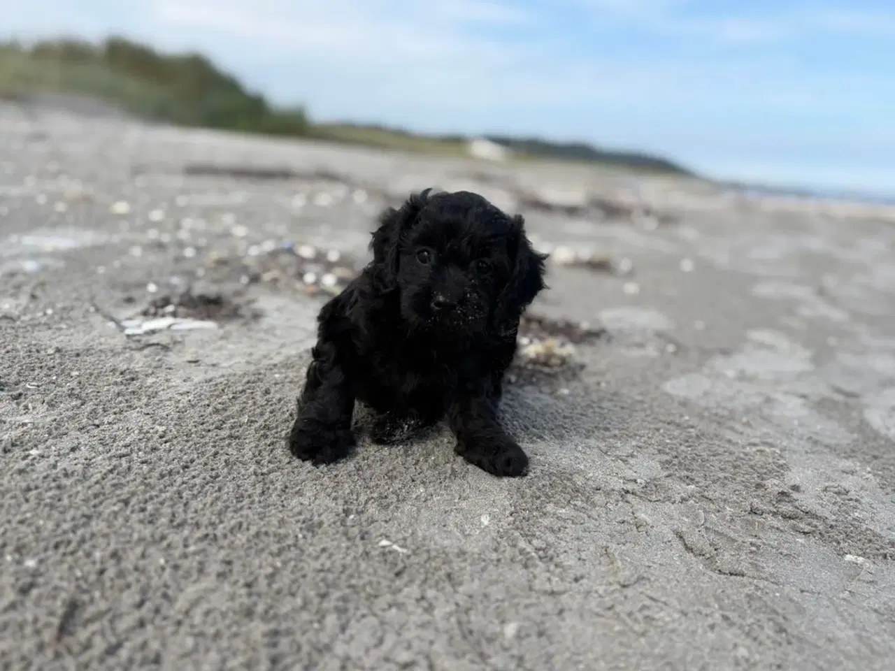 Billede 8 - 2 Dejlige Maltipoo drenge