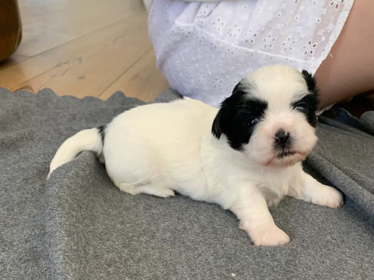 Billede 2 - Shih Tzu hvalpe sælges