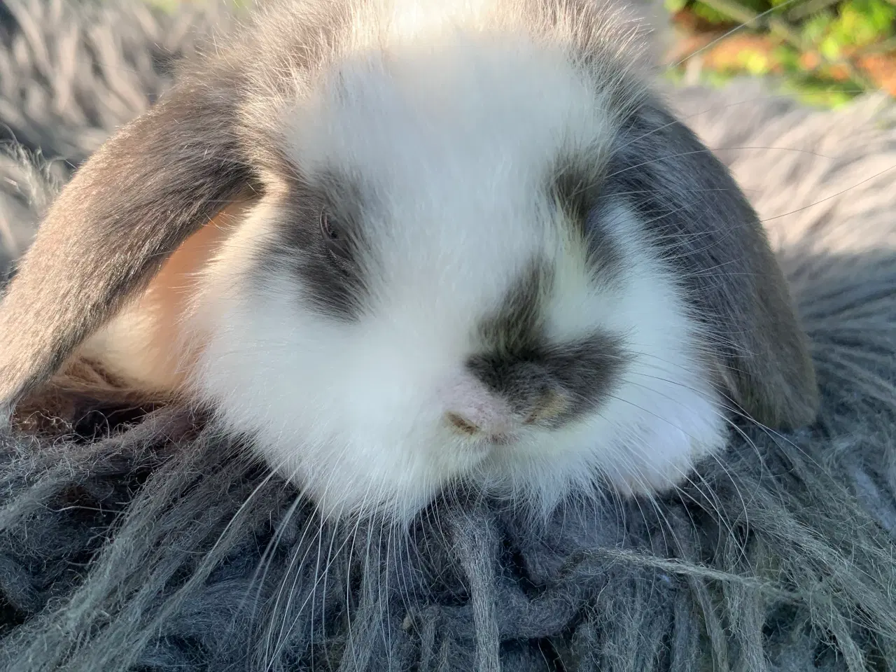 Billede 2 - Han 🩵Mini lop baby 