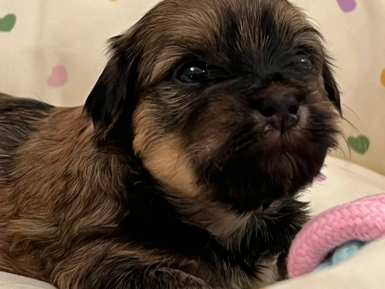 Billede 11 - 💕Skal Wilma være din 💕