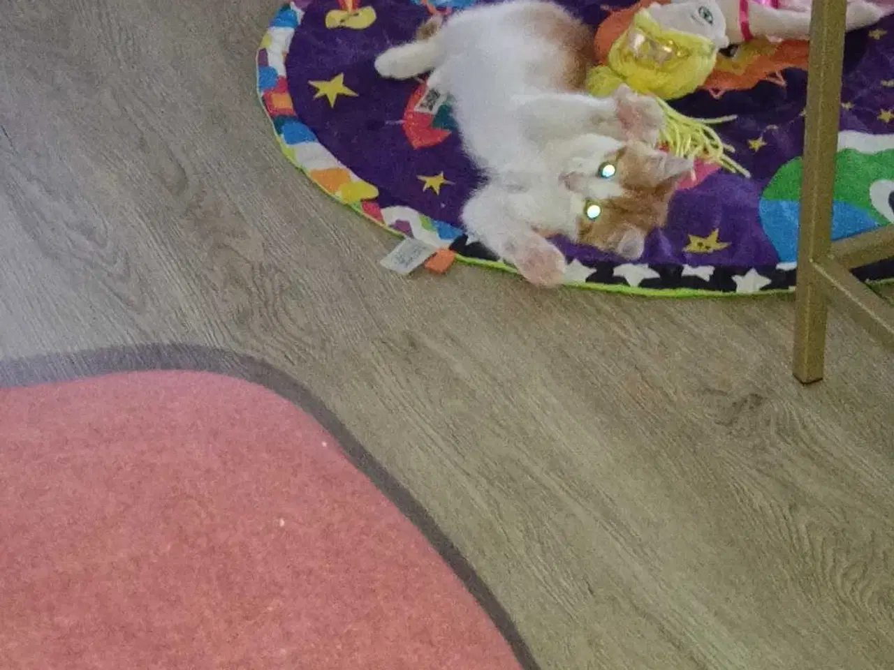 Billede 2 - Killing søger nyt hjem 