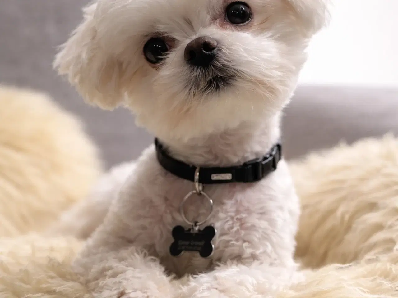 Billede 3 - Maltipoo fra undersøgte forældre.