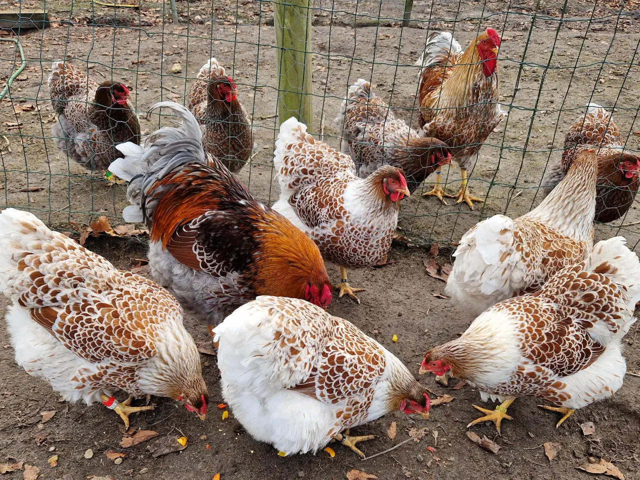 Billede 2 - Kønssorterede wyandot kyllinger 