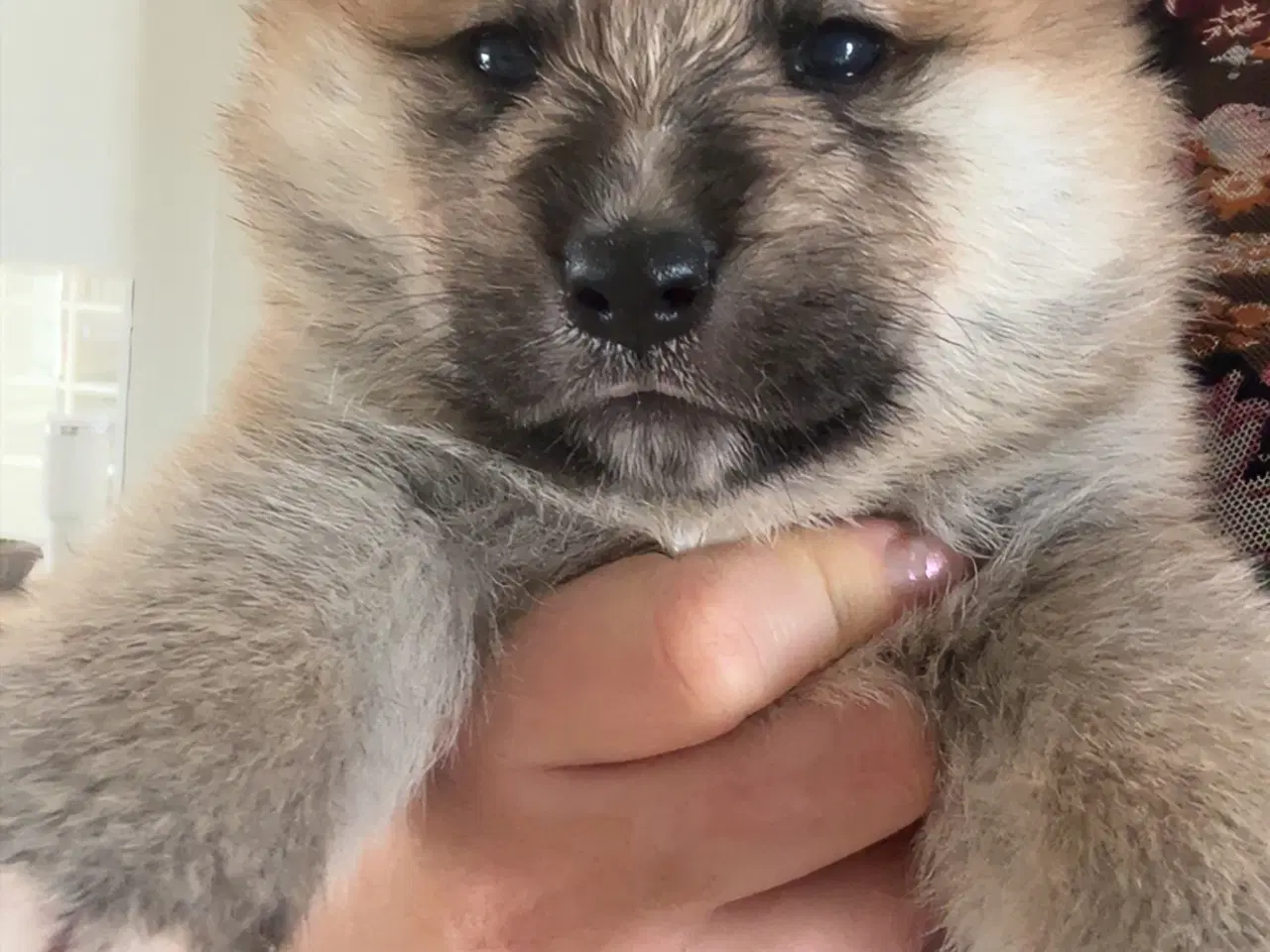 Billede 2 - Den perfekte blanding 🐾