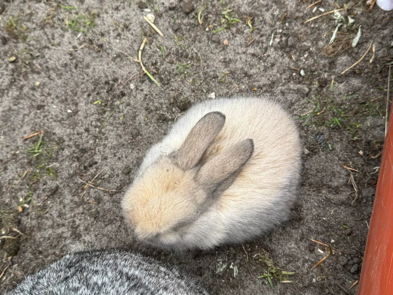 Billede 10 - Mini lop kanin unge