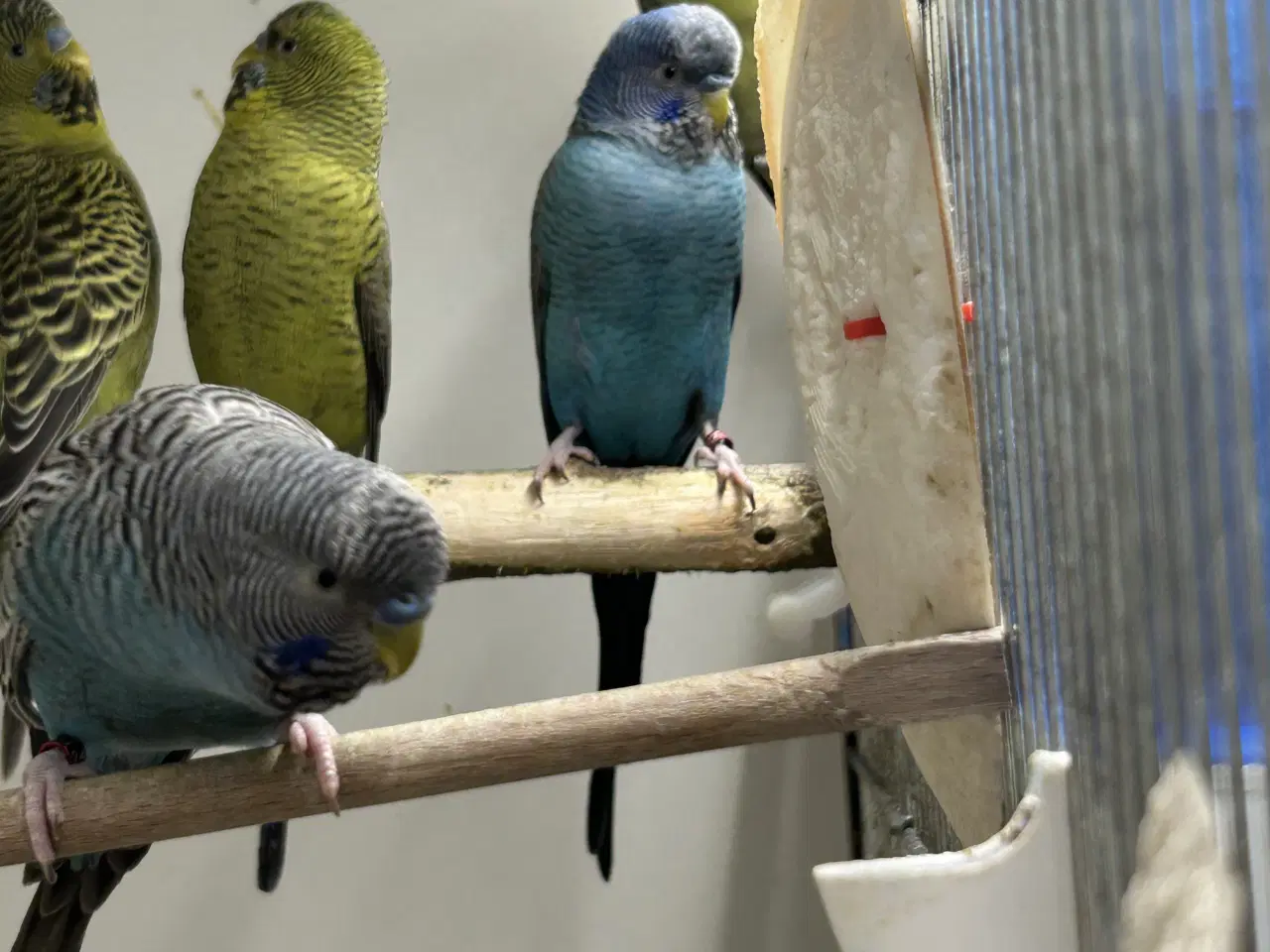 Billede 5 - Blackface undulater 