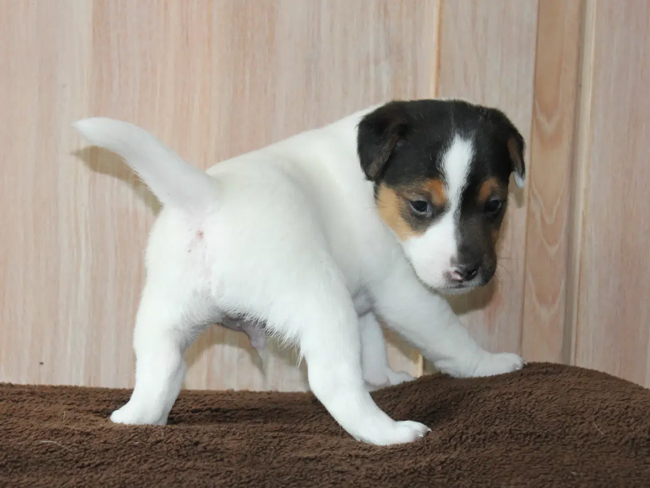 Billede 9 - Jack Russel Hvalpe
