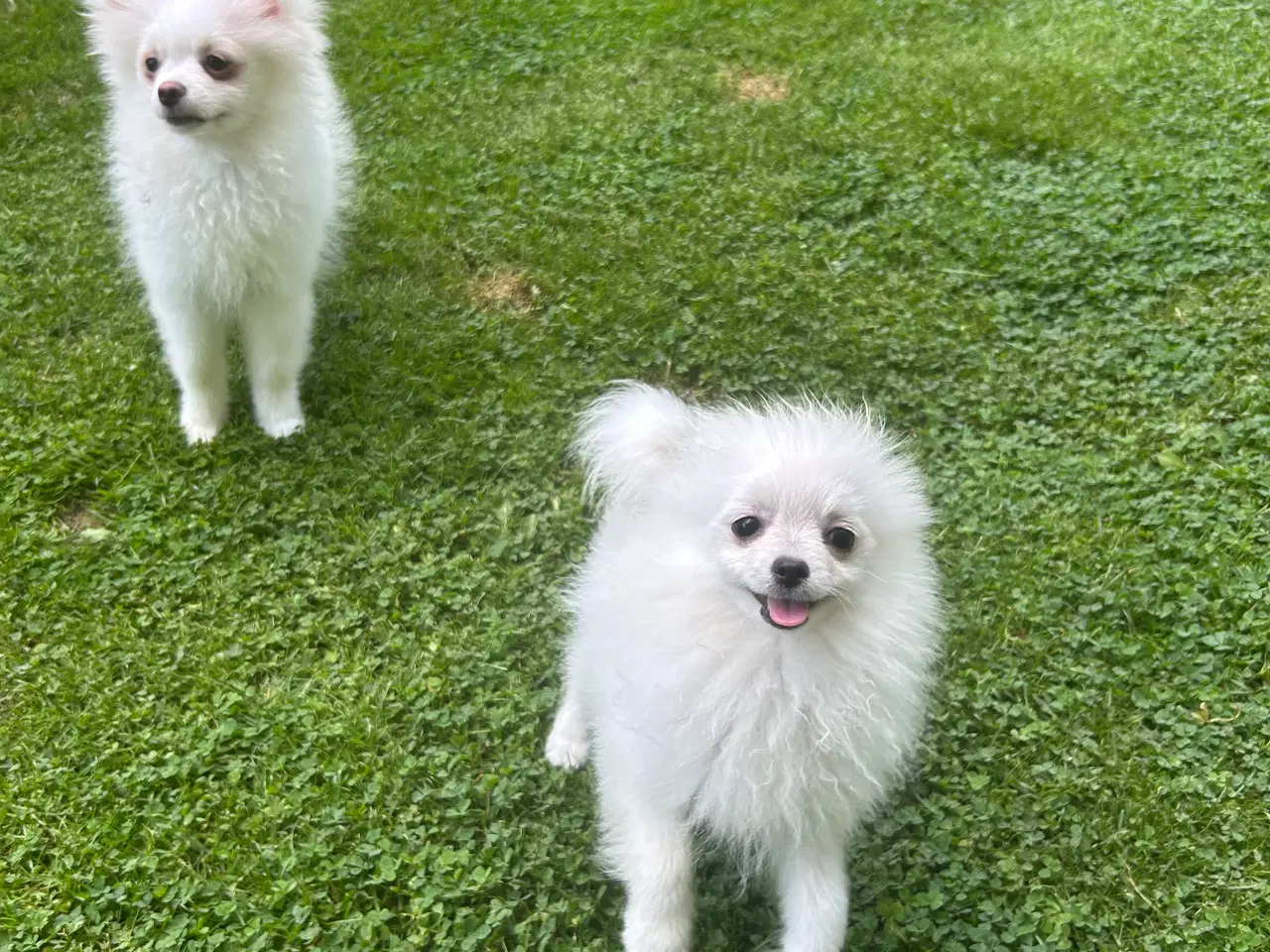 Billede 2 - Mini Pomerania 4 måneder 