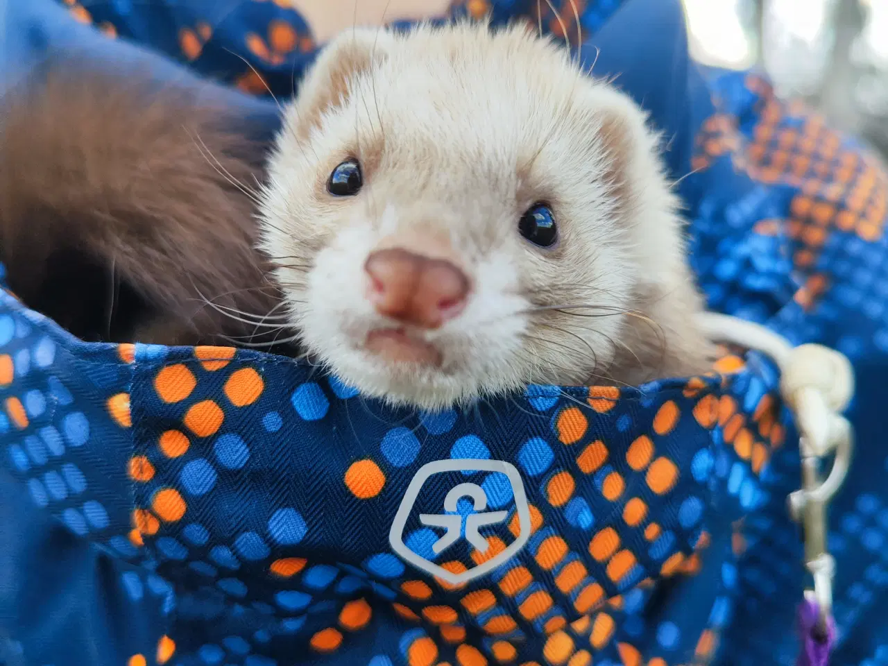 Billede 1 - Fritte pige på 11 måneder 