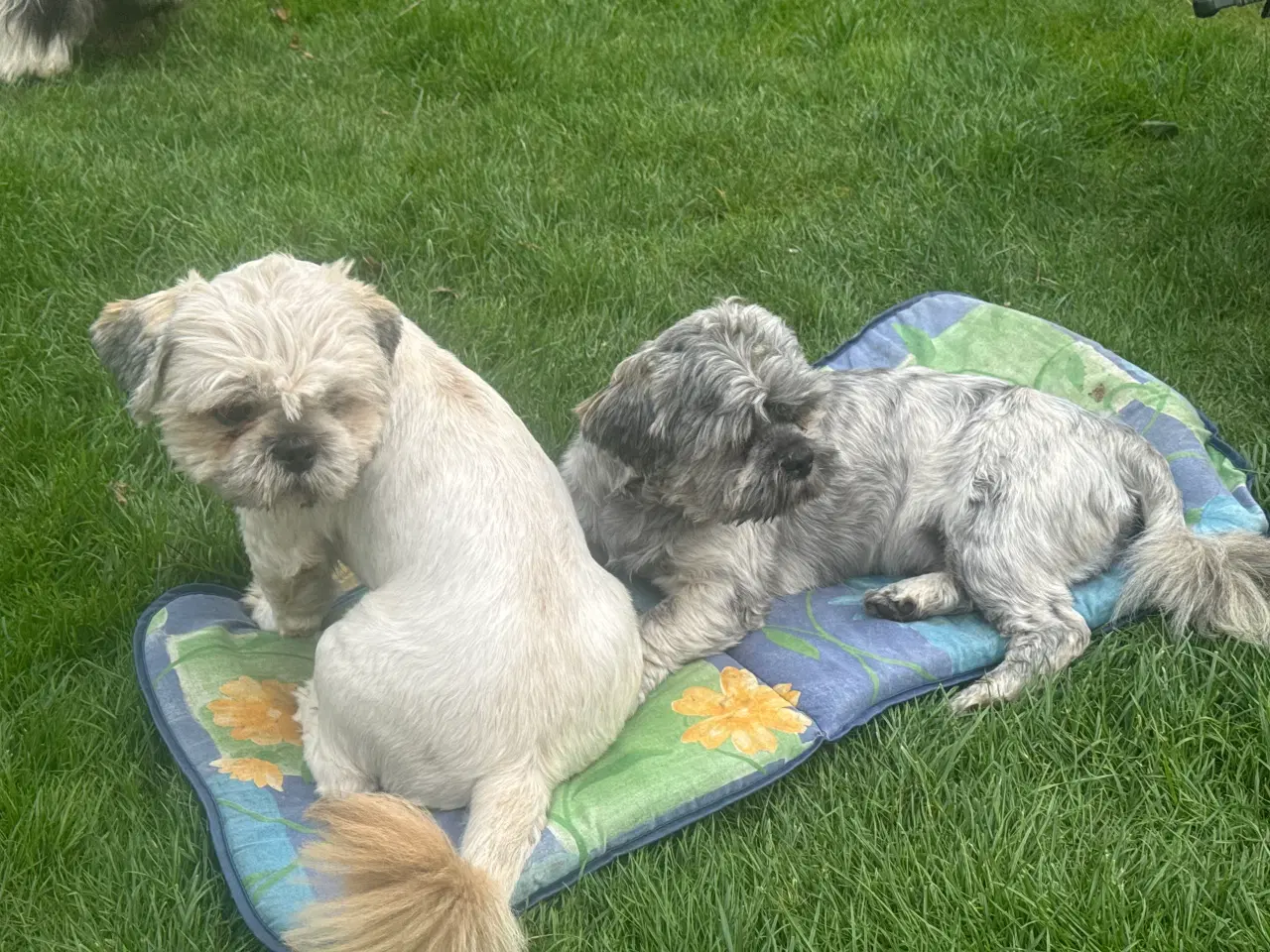 Billede 3 - Lhasa Apso, Stueopdrætshvalpe. salgsklar 27/6 2024