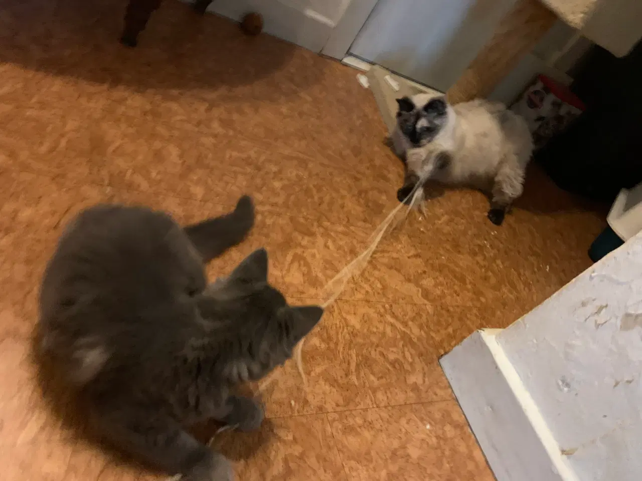 Billede 11 - Ragdoll og SkovDoll evt. sammen