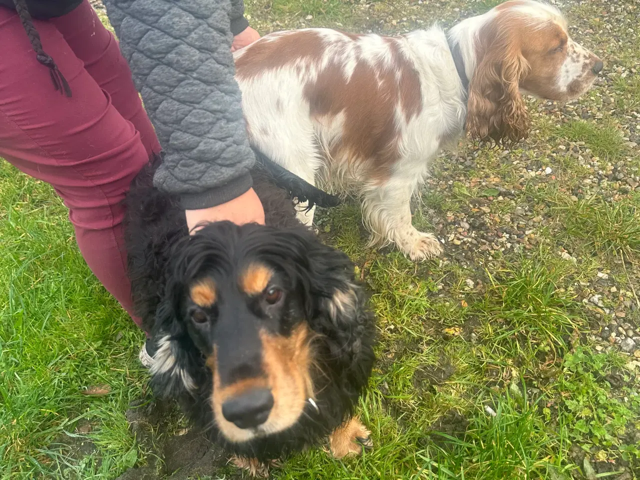 Billede 1 - Cockerspaniel hvalpe