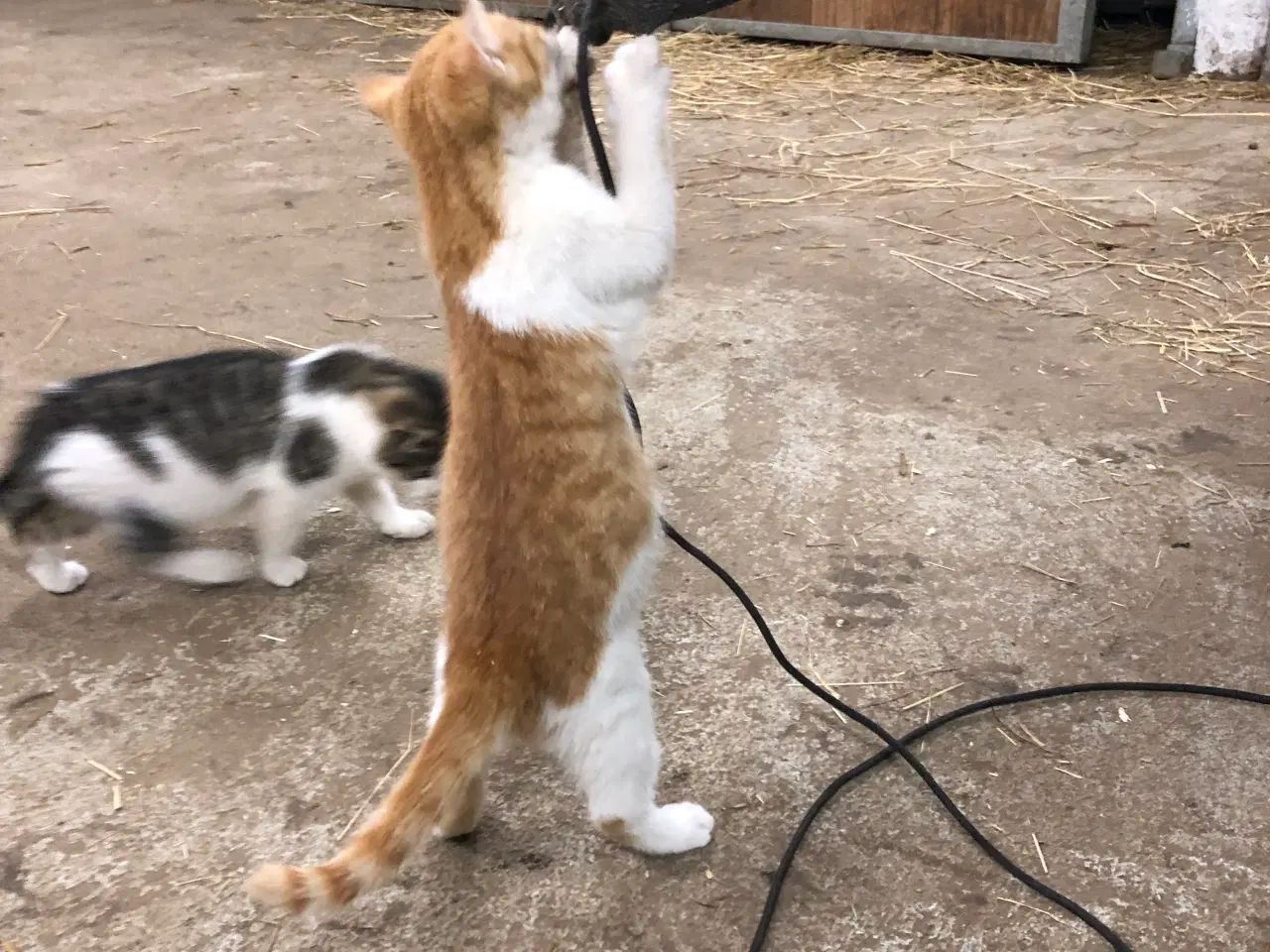 Billede 6 - Killinger