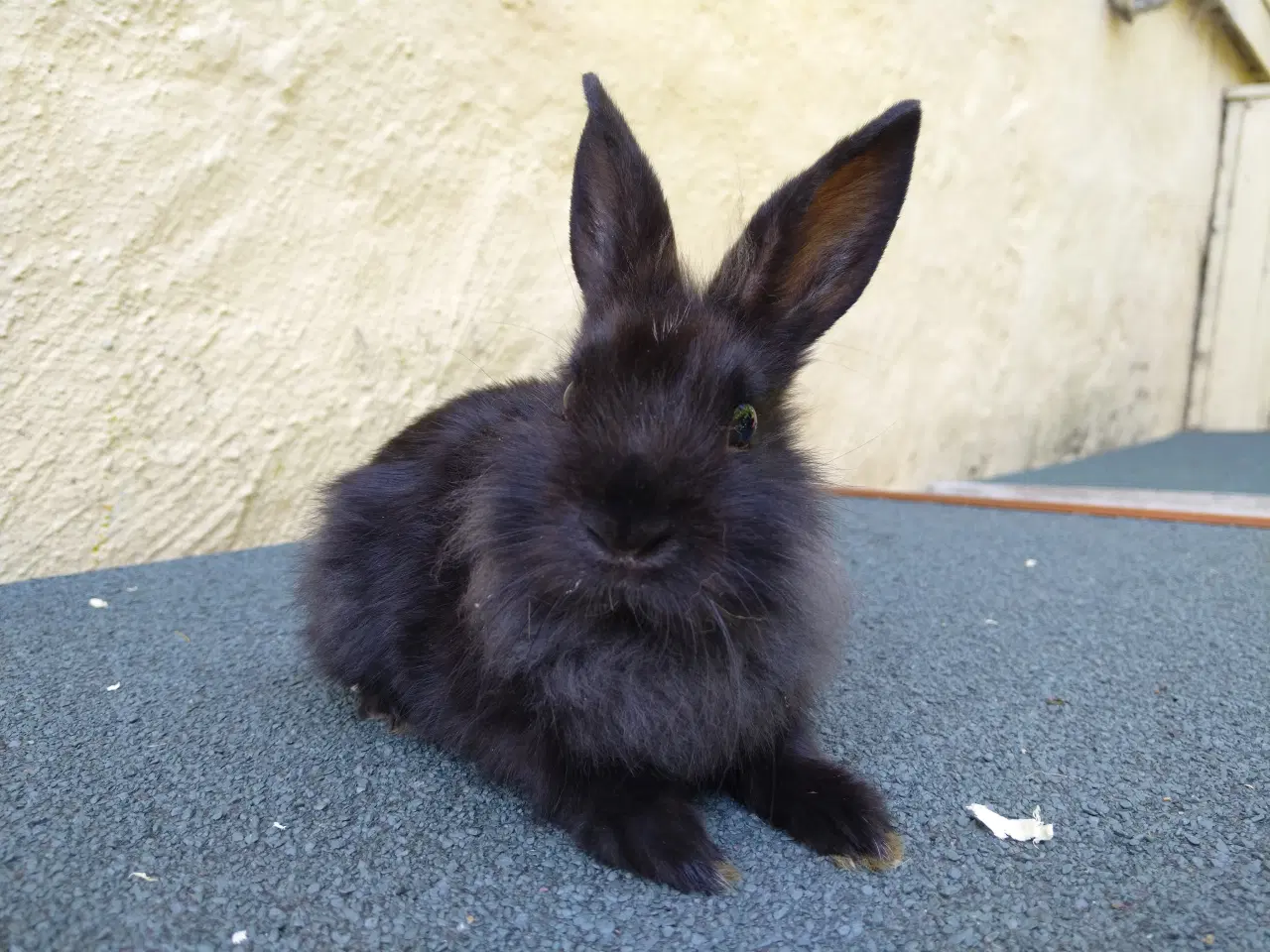 Billede 1 - Han unge hollandsk dværg kanin